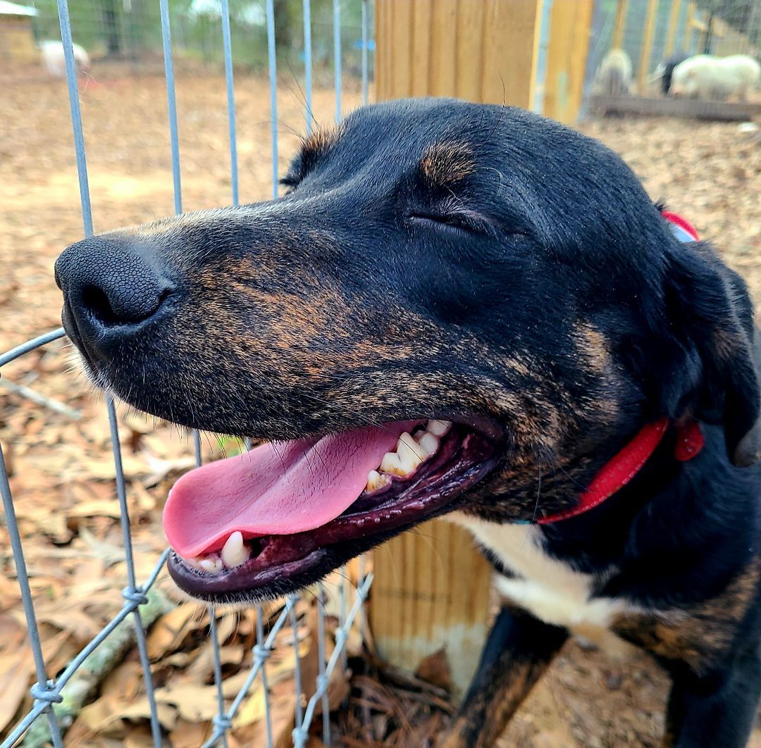 Mazie-MI, a Adoptable mixed breed in Ann Arbor, MI image 4/5