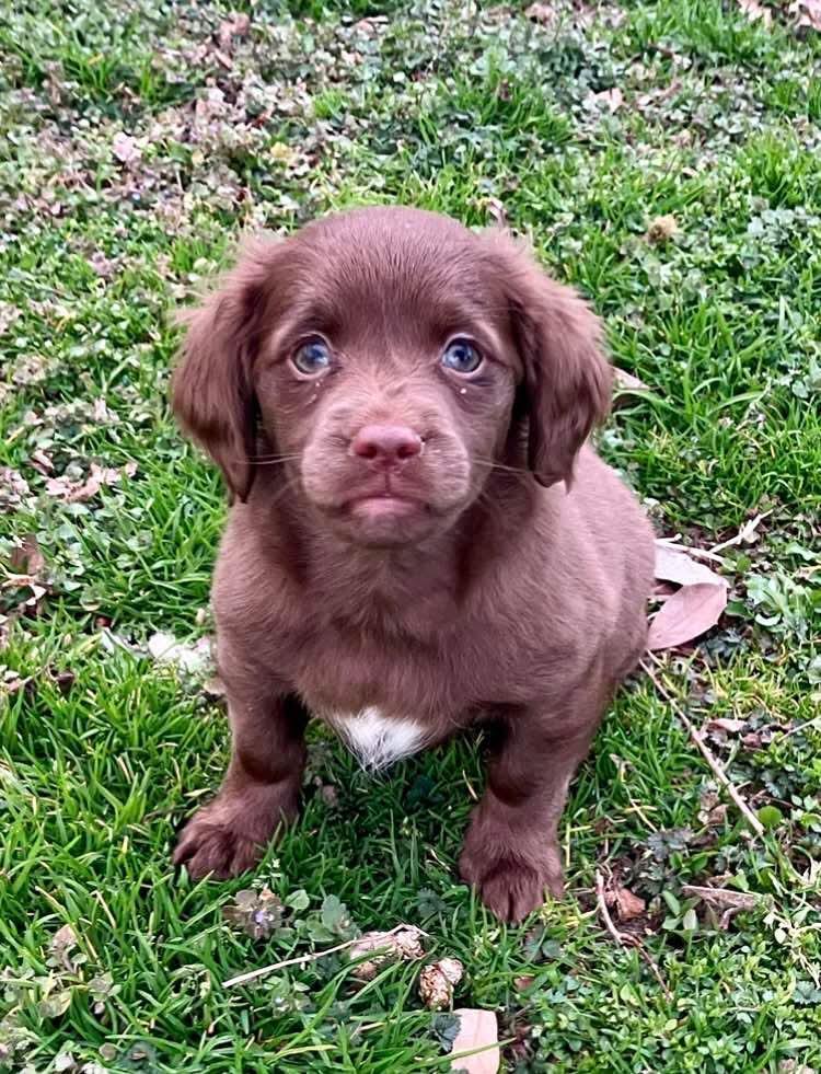 Bon Bon, Adopted, Young Female Labrador Retriever & Chihuahua.