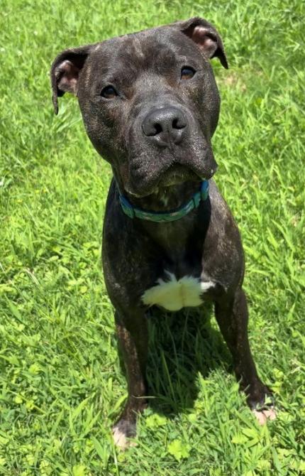 179478 Peanut Butter, Adult Male Pit Bull Terrier