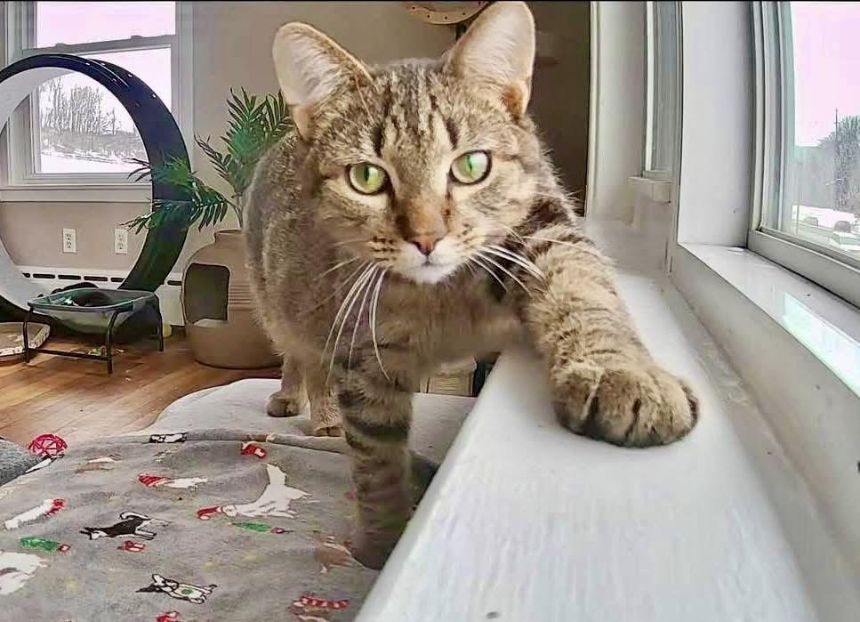 Enlarge Gus, a ADOPTABLE American Shorthair in Greensburg, PA image 1/3