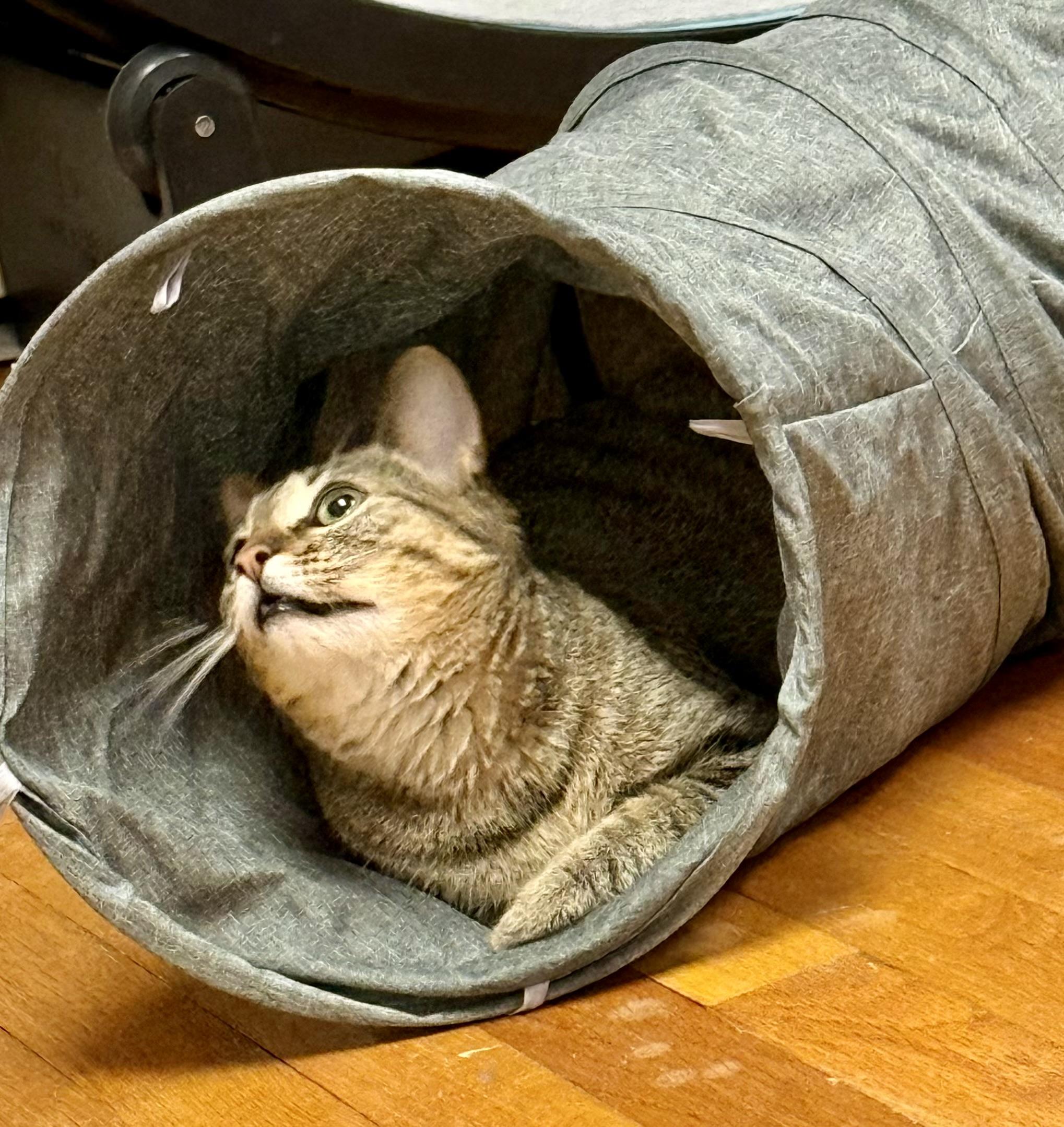 Enlarge Gus, a ADOPTABLE American Shorthair in Greensburg, PA image 3/3