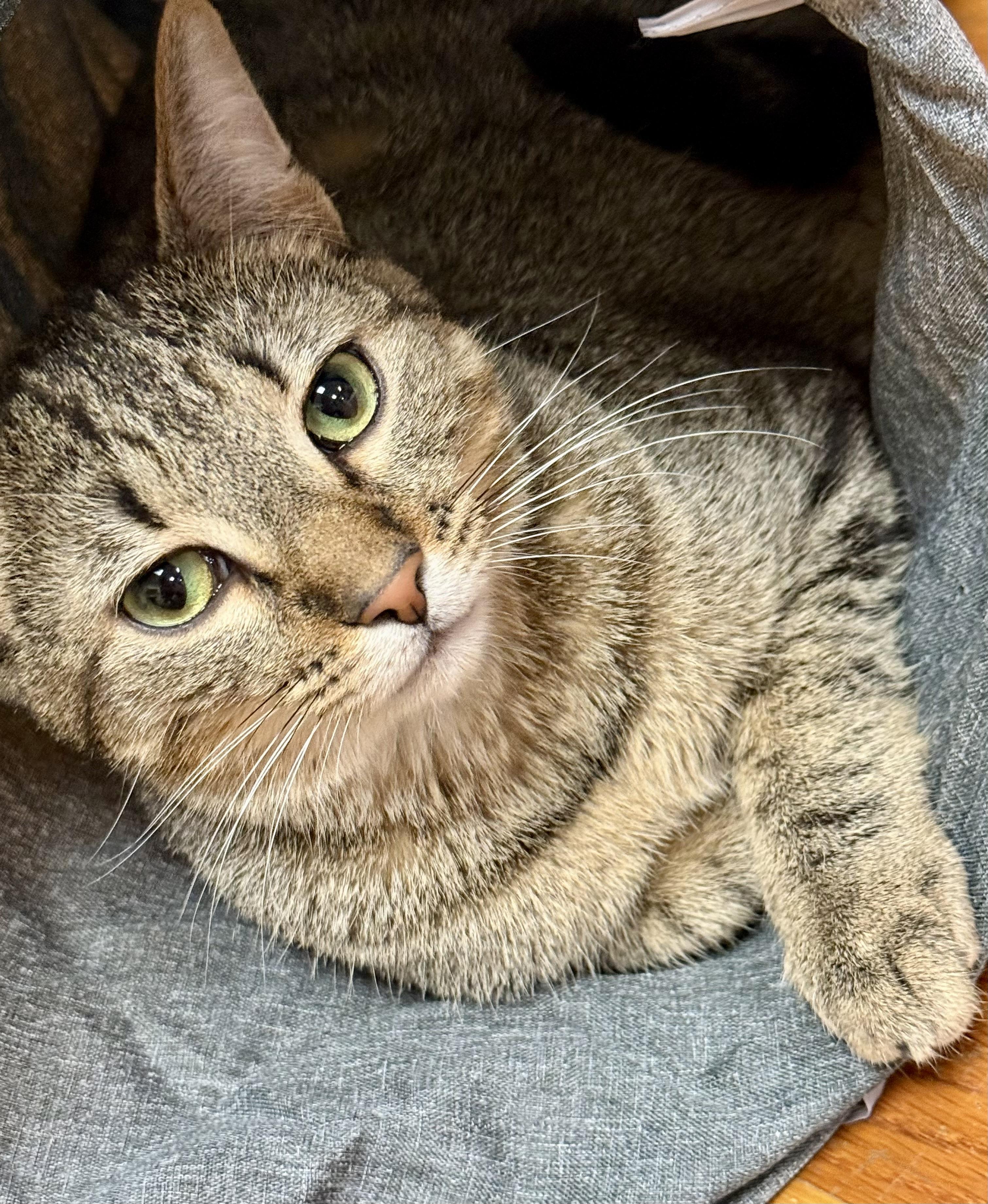 Enlarge Gus, a ADOPTABLE American Shorthair in Greensburg, PA image 2/3