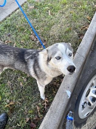Porky, Adoptable, Young Male Husky & Mixed Breed.