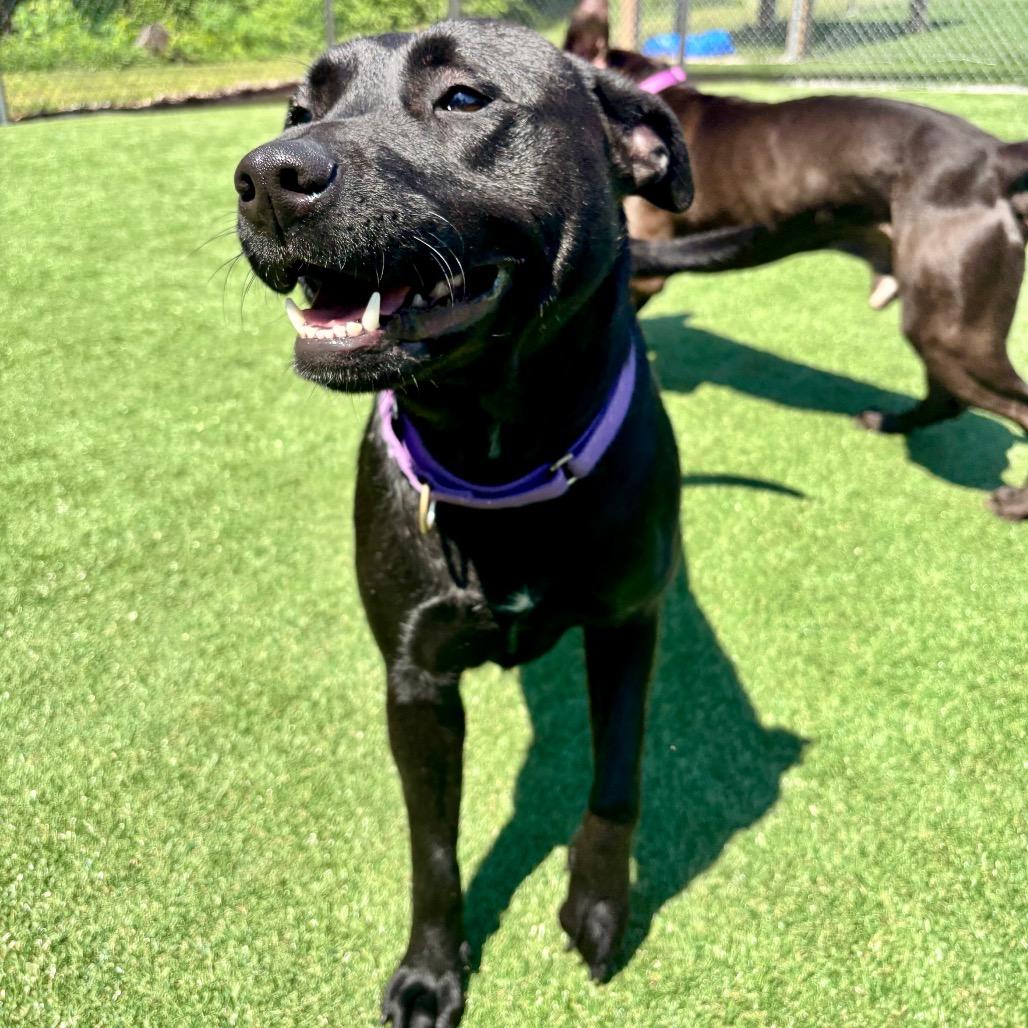 Zariah, Adoptable, Adult Female Black Labrador Retriever & Mixed Breed.