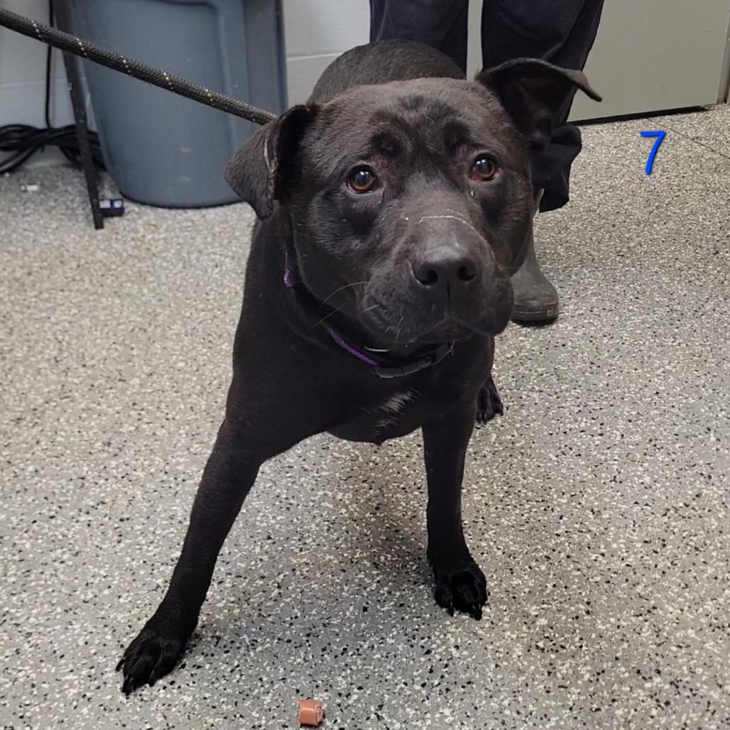 Zariah, a Adoptable mixed breed in Parkersburg, WV image 2/4