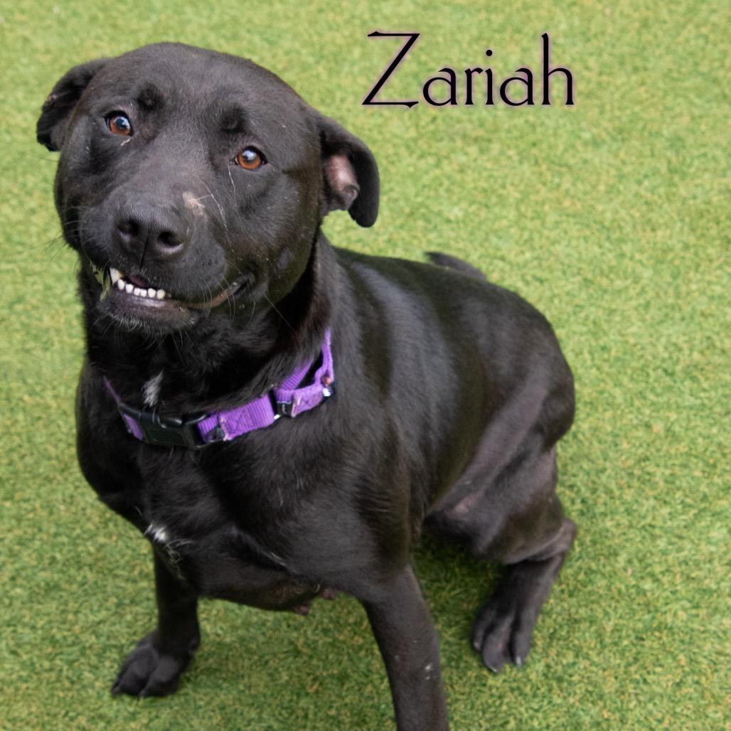 Zariah, a Adoptable mixed breed in Parkersburg, WV image 3/4