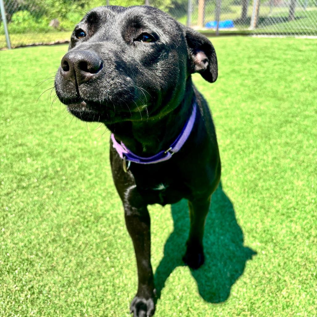 Zariah, a Adoptable mixed breed in Parkersburg, WV image 4/4