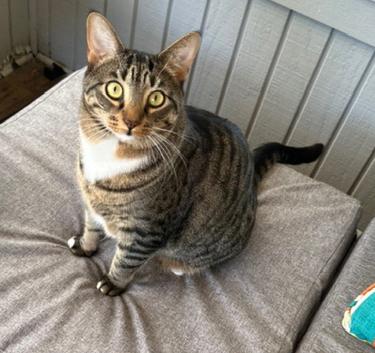 Enlarge *Cilu*, a ADOPTABLE mixed breed in Sanford, FL image 2/4