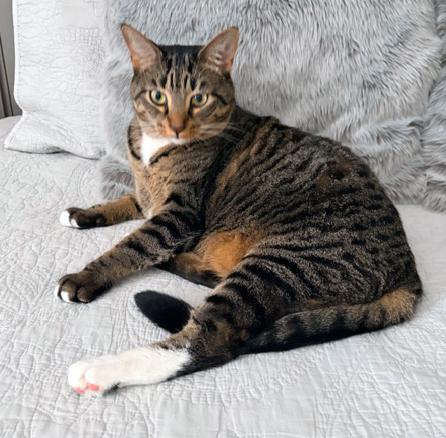 *Cilu*, ADOPTABLE, Adult Male Domestic Short Hair & Tiger.
