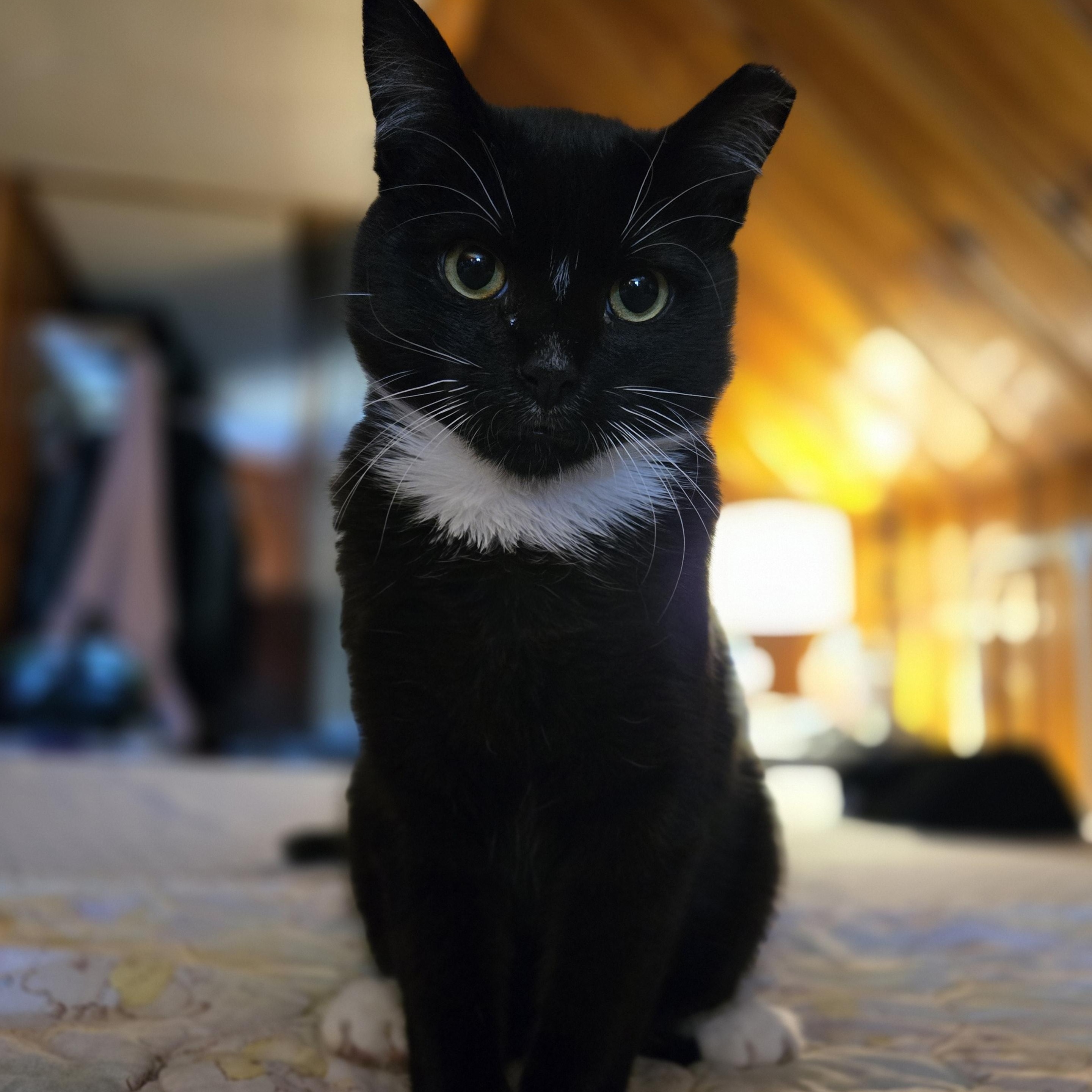 Harry, Young Male Domestic Short Hair