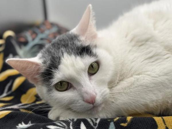Lily, Adoptable, Adult Female Domestic Short Hair.