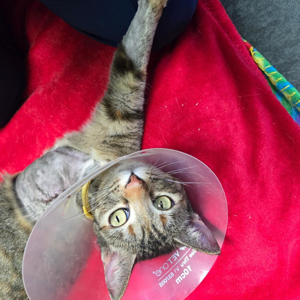 Sabrina, Adoptable, Adult Female Domestic Short Hair.