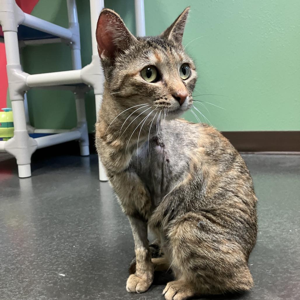 Enlarge Sabrina, a Adoptable Domestic Short Hair in Idaho Falls, ID image 2/4