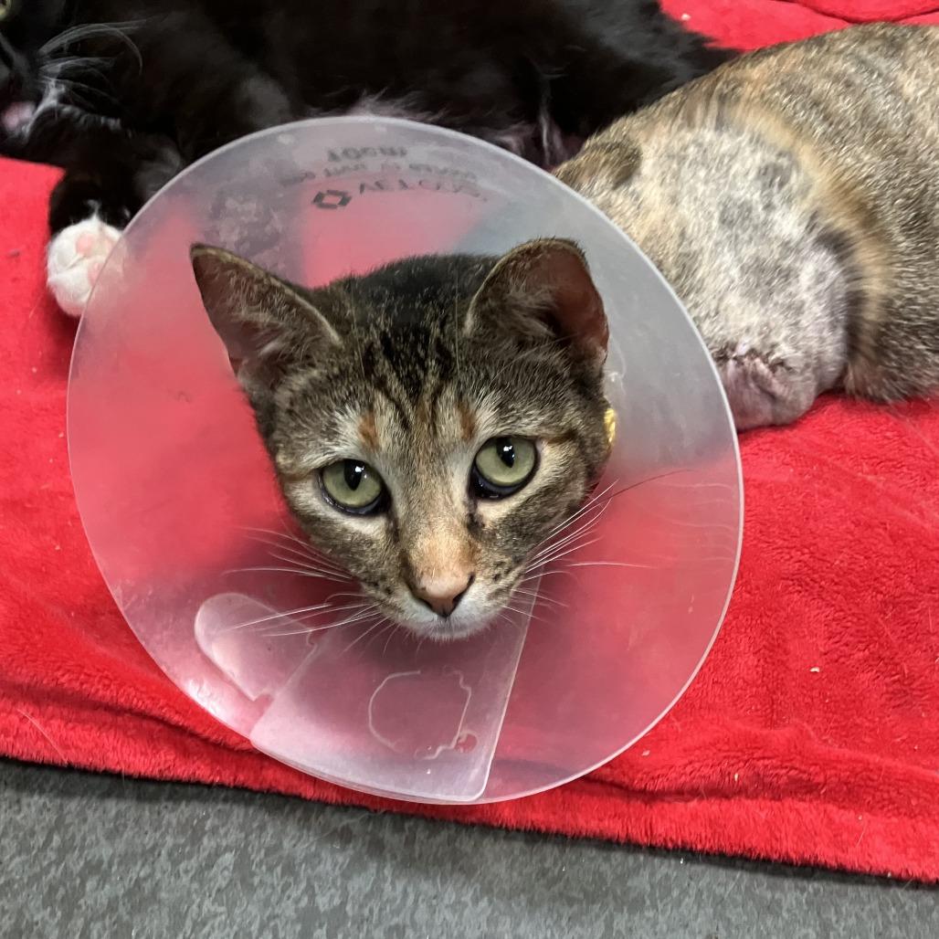 Enlarge Sabrina, a Adoptable Domestic Short Hair in Idaho Falls, ID image 3/4