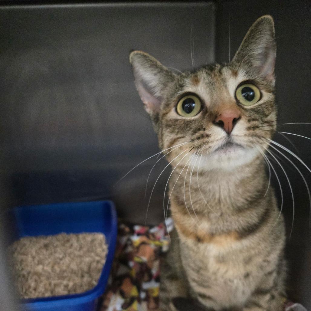 Enlarge Sabrina, a Adoptable Domestic Short Hair in Idaho Falls, ID image 4/4