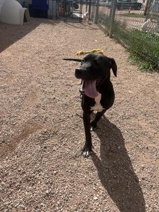 Masha, Adoptable, Young Female Mixed Breed & Mixed Breed.