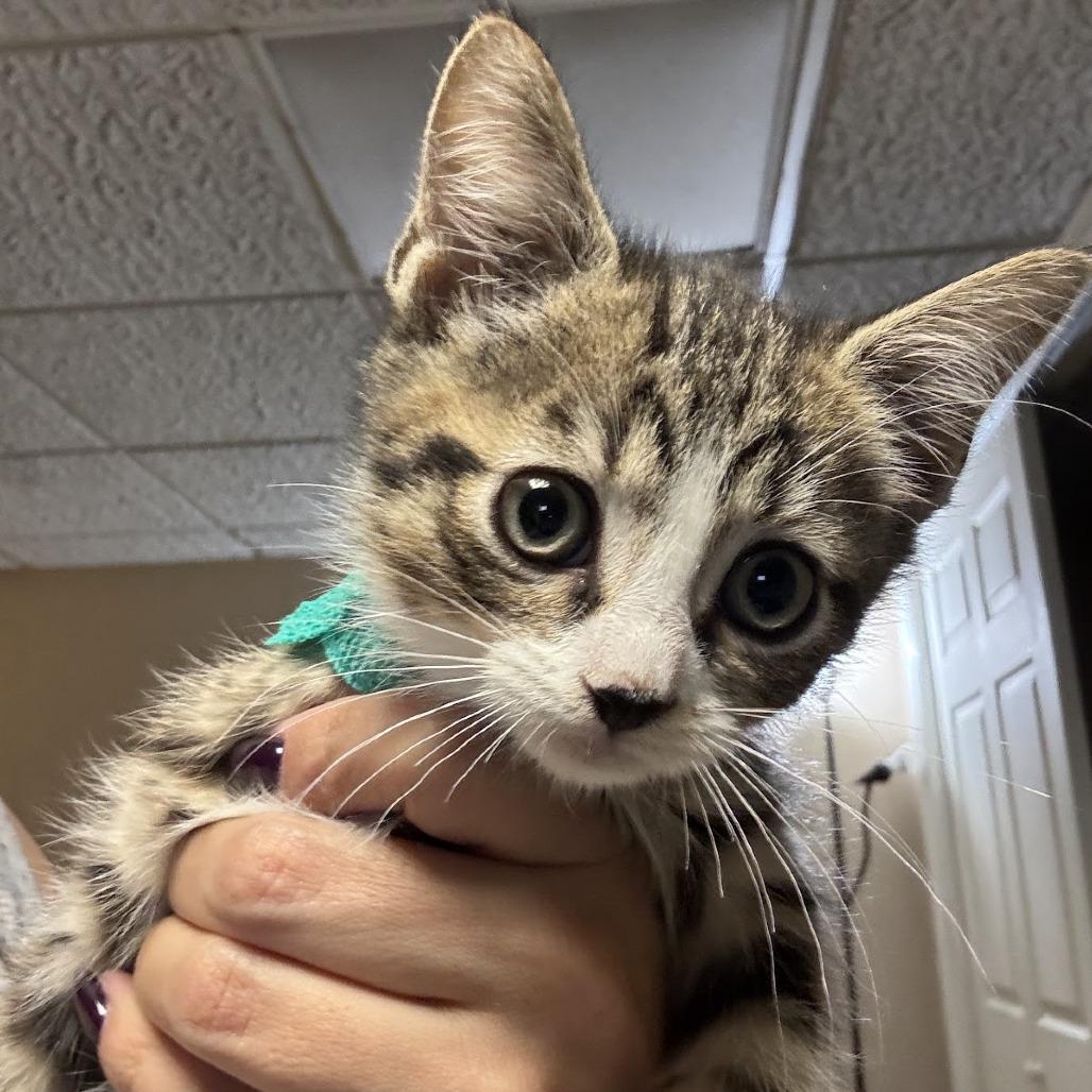 Enlarge Billy, a Adoptable Domestic Short Hair in Brooklyn, NY image 1/1