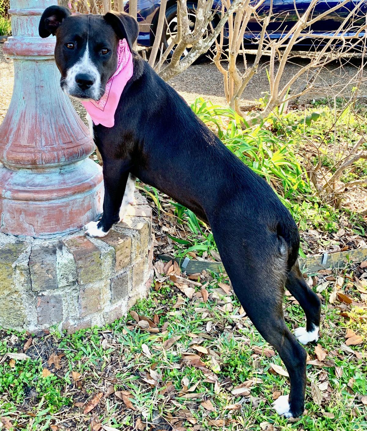 Enlarge MAISY - DARLING GIRL - SEE VIDEO, a Adoptable mixed breed in Harrisburg, PA image 4/6