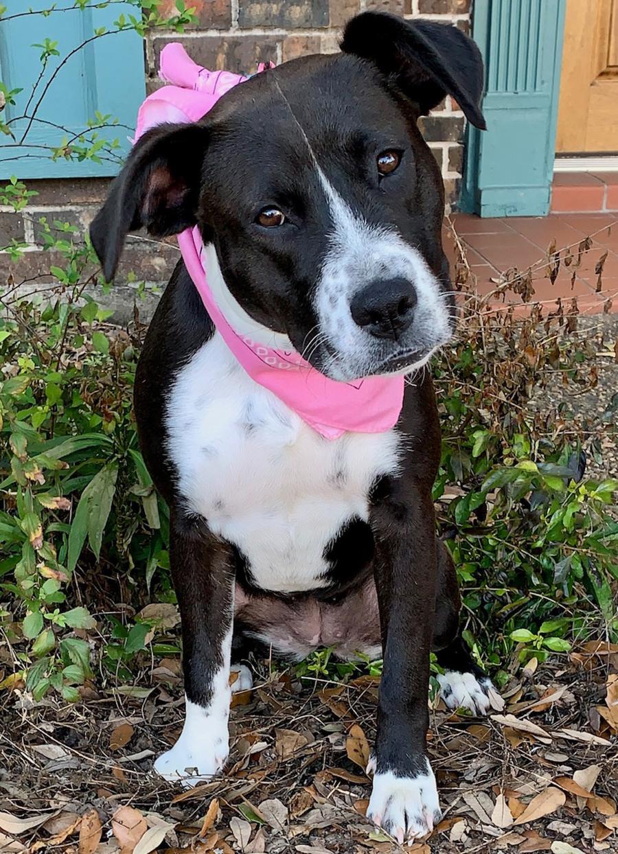 Enlarge MAISY - DARLING GIRL - SEE VIDEO, a Adoptable mixed breed in Harrisburg, PA image 5/6