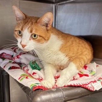 Enlarge Jones - Sir Toes-a-Lot, a Adoptable Domestic Short Hair in Braintree, MA image 2/6