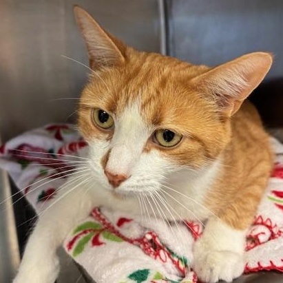 Enlarge Jones - Sir Toes-a-Lot, a Adoptable Domestic Short Hair in Braintree, MA image 3/6