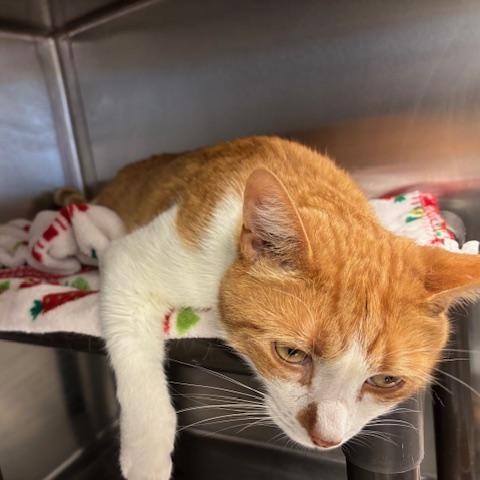 Enlarge Jones - Sir Toes-a-Lot, a Adoptable Domestic Short Hair in Braintree, MA image 4/6