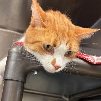 Enlarge Jones - Sir Toes-a-Lot, a Adoptable Domestic Short Hair in Braintree, MA image 5/6