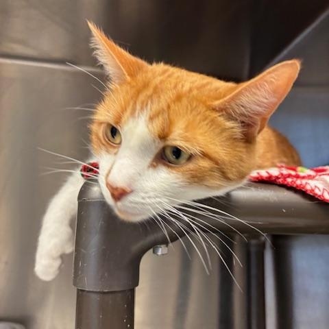 Enlarge Jones - Sir Toes-a-Lot, a Adoptable Domestic Short Hair in Braintree, MA image 6/6