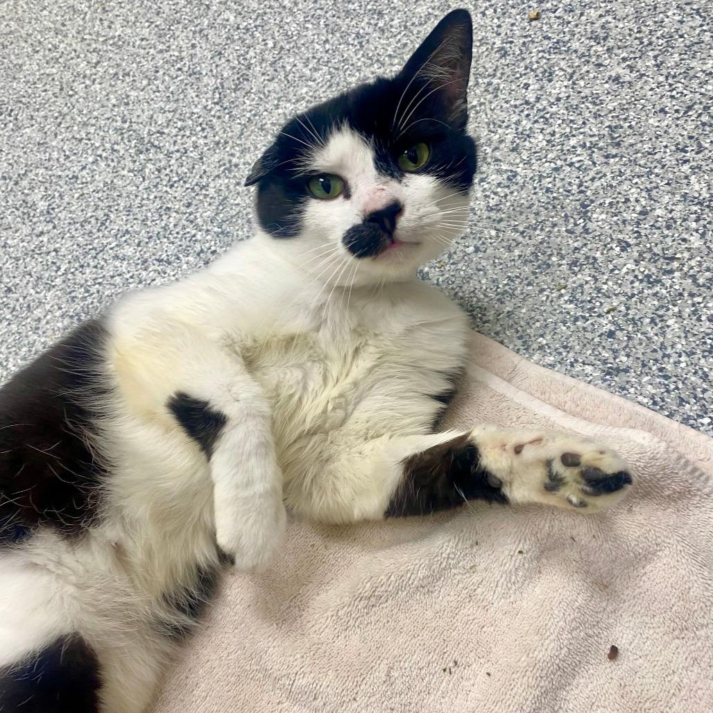 Enlarge Wyatt, a Adoptable Domestic Short Hair in Grand Rapids, MI image 1/3