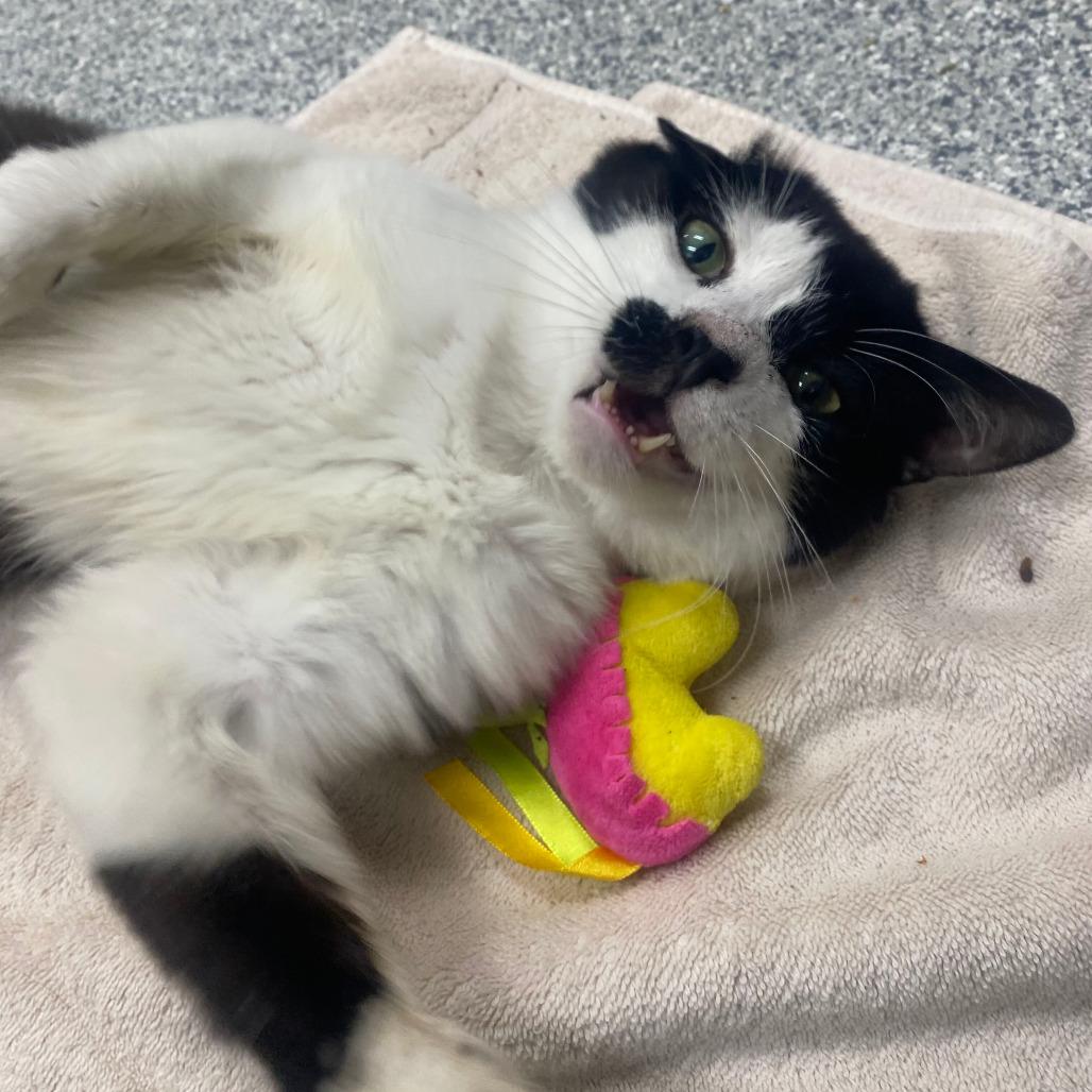 Enlarge Wyatt, a Adoptable Domestic Short Hair in Grand Rapids, MI image 2/3