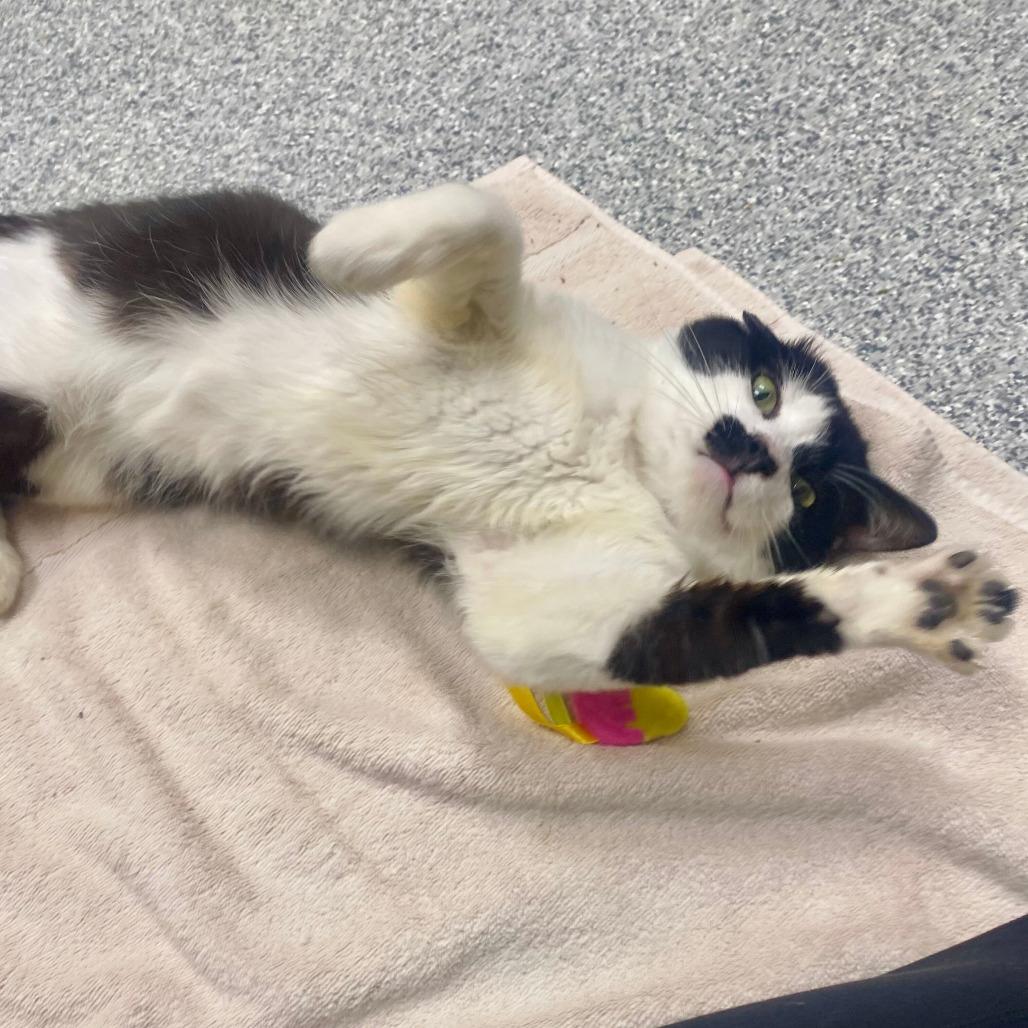 Enlarge Wyatt, a Adoptable Domestic Short Hair in Grand Rapids, MI image 3/3