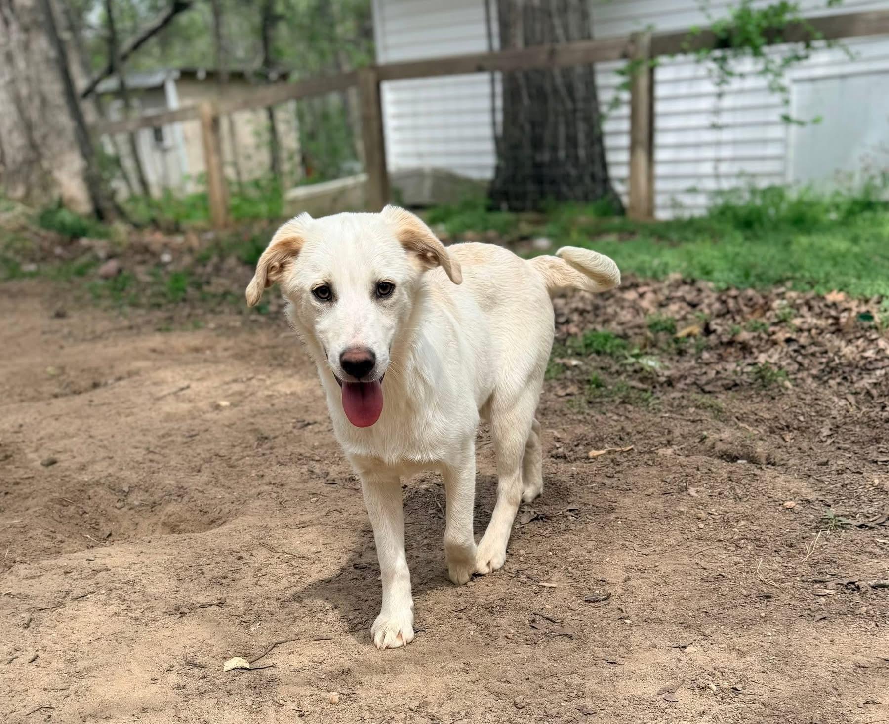 Enlarge Biscuit, a ADOPTABLE mixed breed in Oxford, GA image 1/1