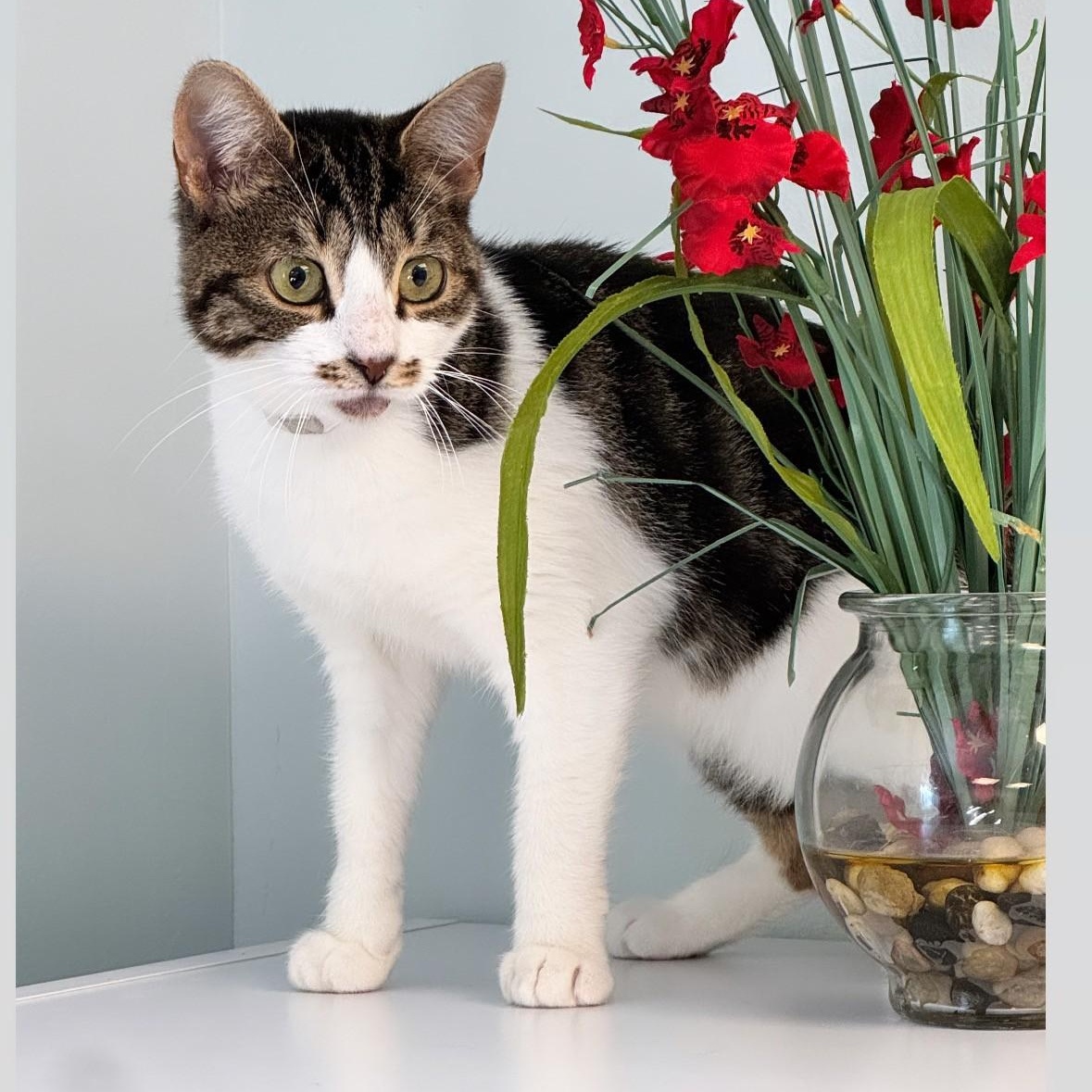 Enlarge Jamie, an adopted Domestic Short Hair in Syosset, NY image 1/1