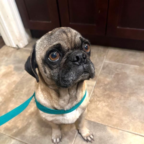 Francis, Adoptable, Young Male Pug.