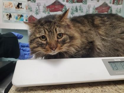 Jax, Adoptable, Senior Male Domestic Medium Hair & Domestic Short Hair.