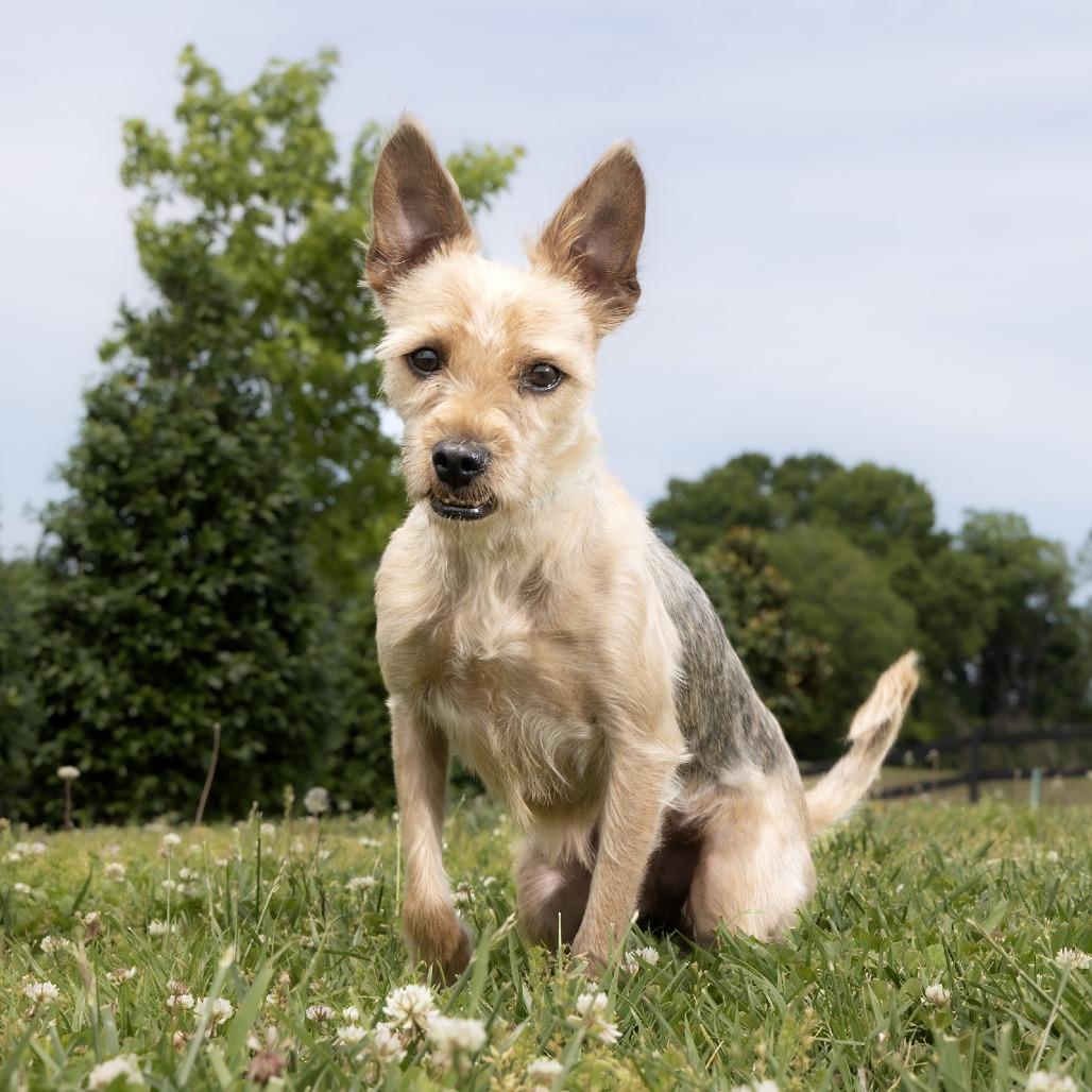 Papa, Adoptable, Adult Male Mixed Breed.