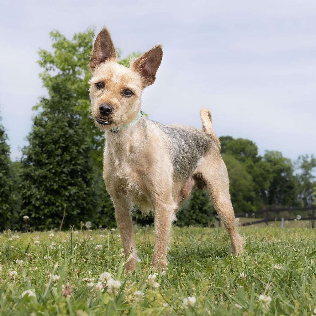 Enlarge Papa, a Adoptable Mixed Breed in Franklin, TN image 2/2