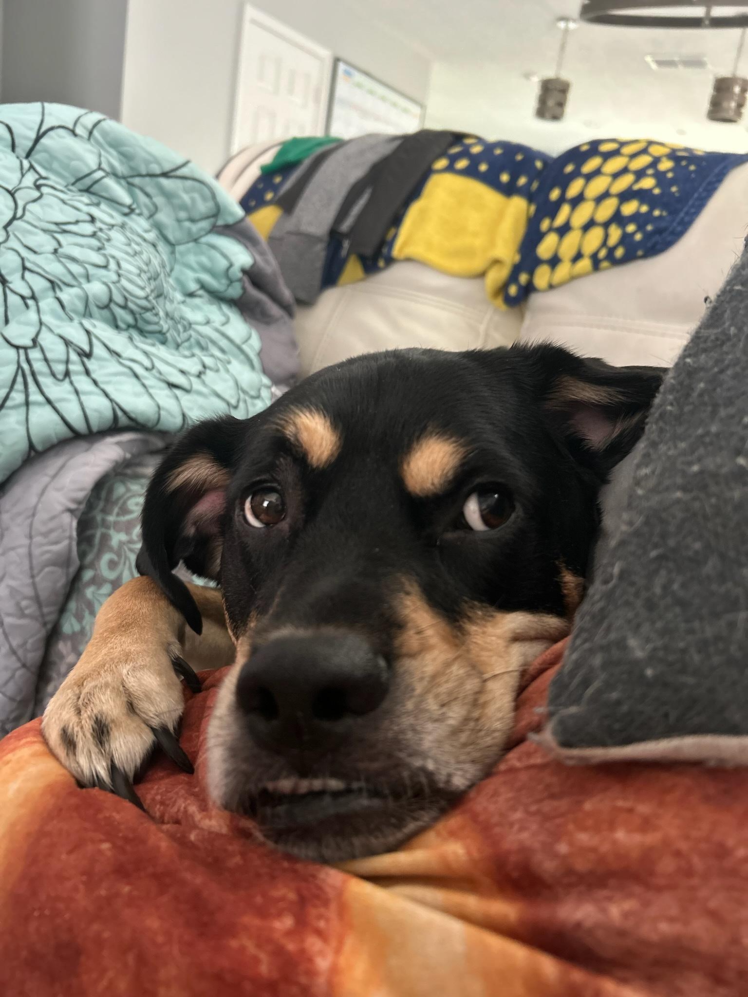 Enlarge Tito, a ADOPTABLE mixed breed in Bradenton, FL image 2/3