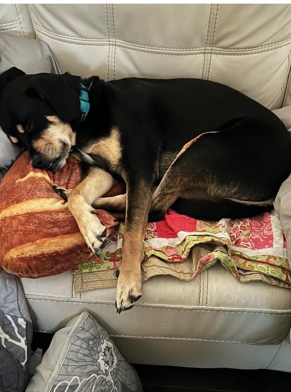 Enlarge Tito, a ADOPTABLE mixed breed in Bradenton, FL image 3/3