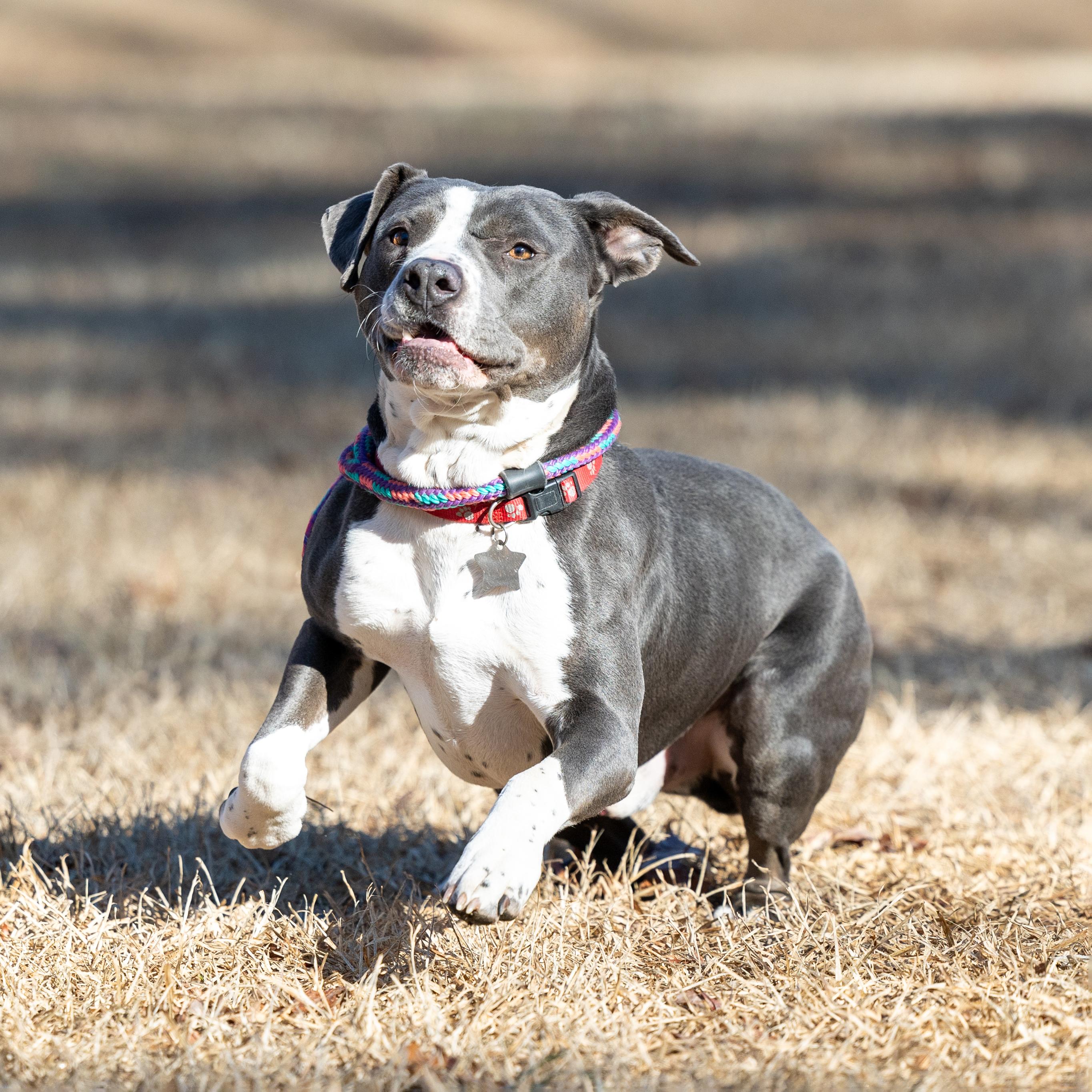Grady, an adoptable Pit Bull Terrier in Wilmington, NC, 28405 | Photo Image 7