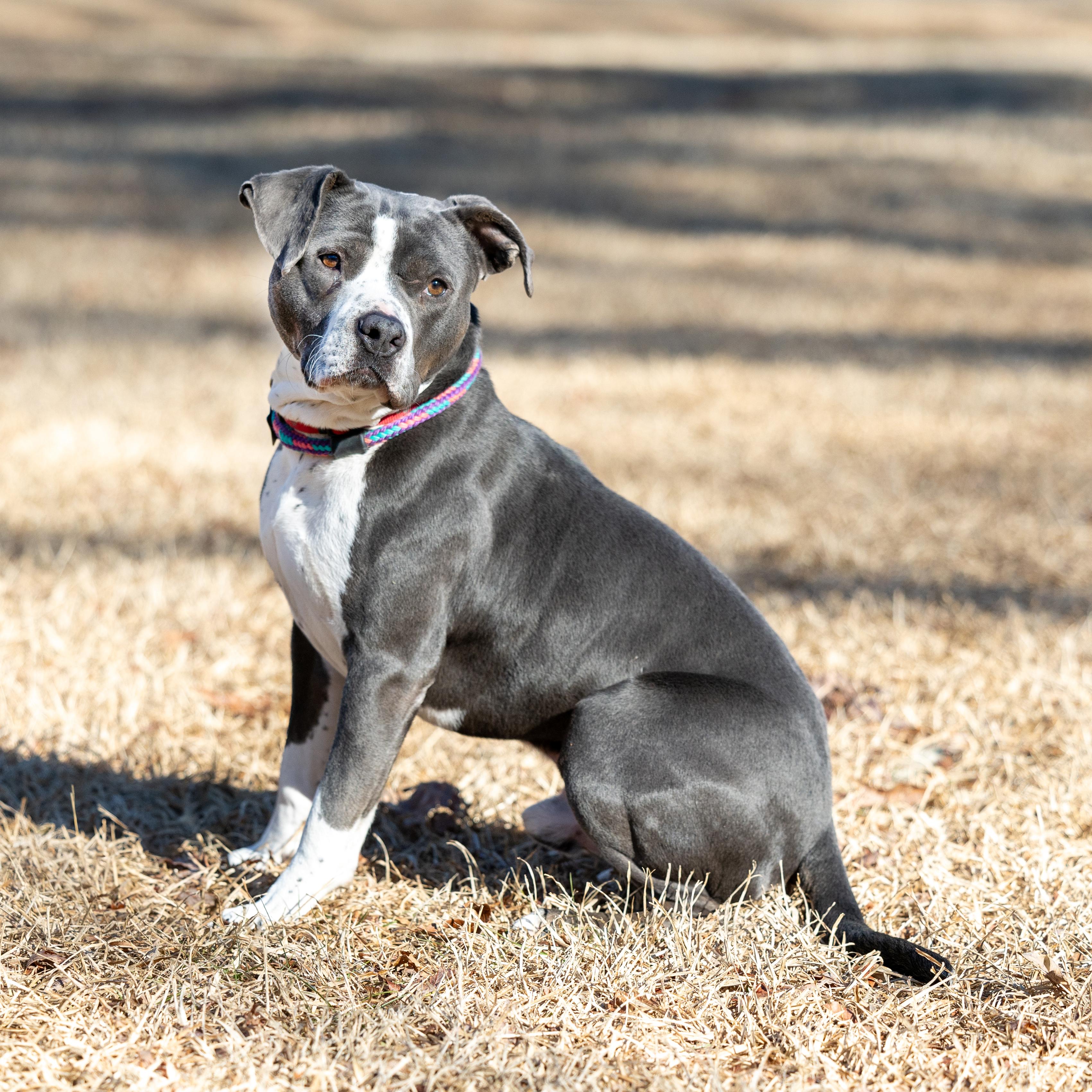 Grady, an adoptable Pit Bull Terrier in Wilmington, NC, 28405 | Photo Image 5