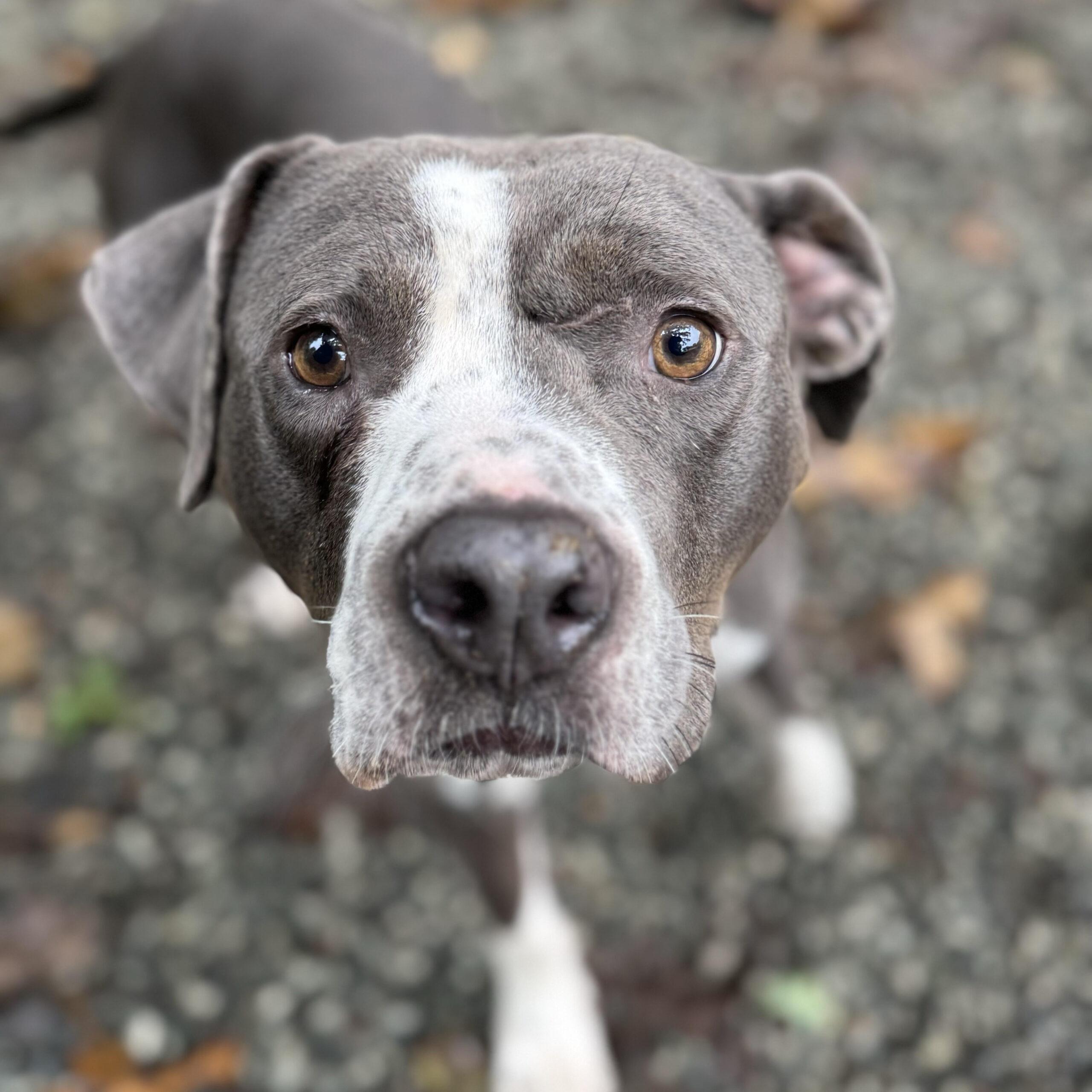 Grady, an adoptable Pit Bull Terrier in Wilmington, NC, 28405 | Photo Image 8