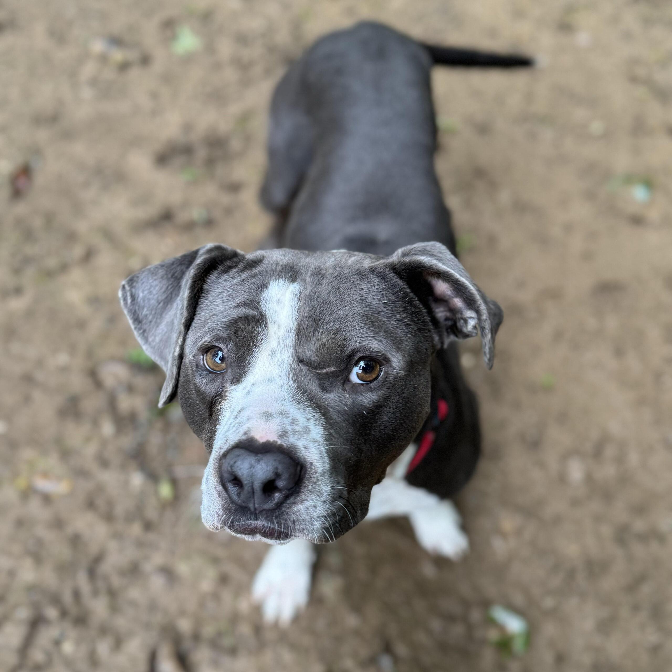 Grady, an adoptable Pit Bull Terrier in Wilmington, NC, 28405 | Photo Image 9