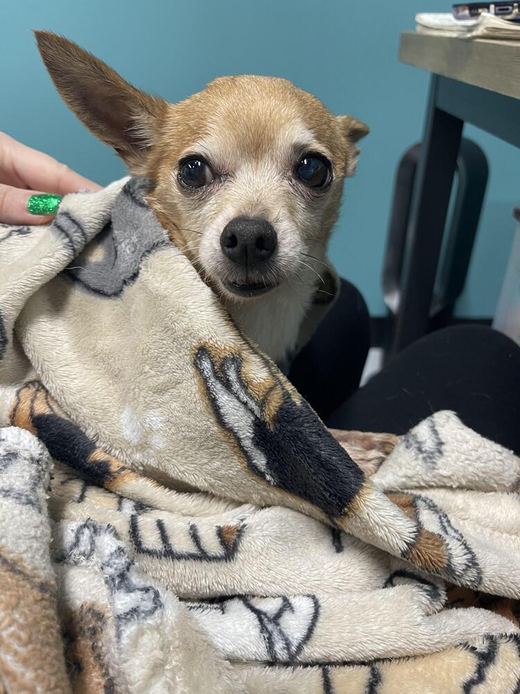 Max, Adoptable, Senior Male Chihuahua.