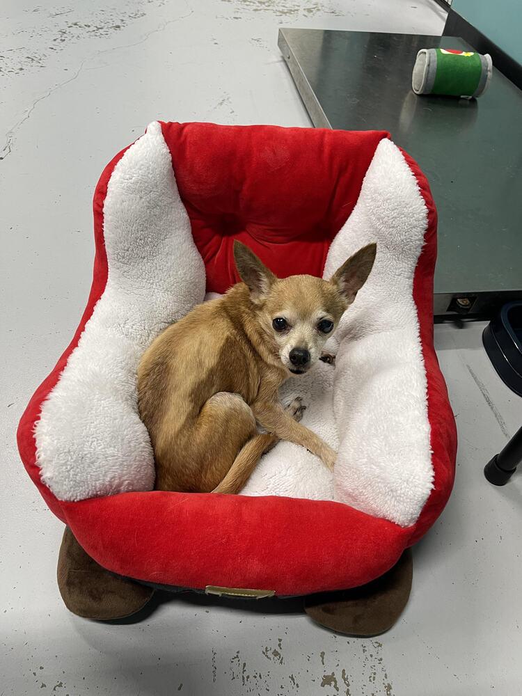 Enlarge Max, a Adoptable Chihuahua in Chattanooga, TN image 2/2