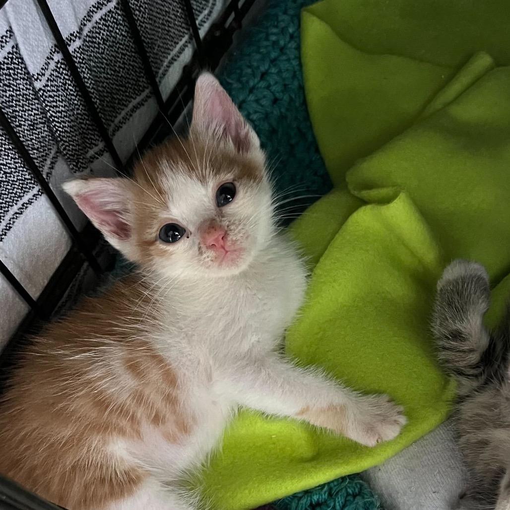 Tango, Adoptable, Kitten Male Domestic Medium Hair.