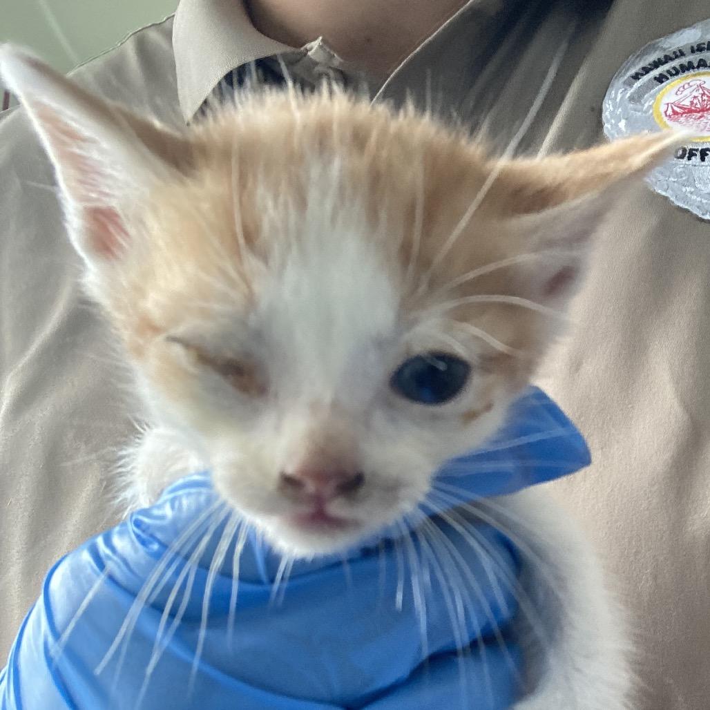Tango, a Adoptable Domestic Medium Hair in Pahoa, HI image 2/5