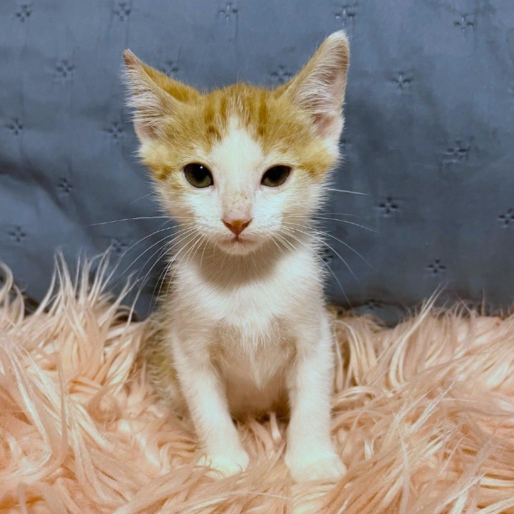 Tango, a Adoptable Domestic Medium Hair in Pahoa, HI image 4/5