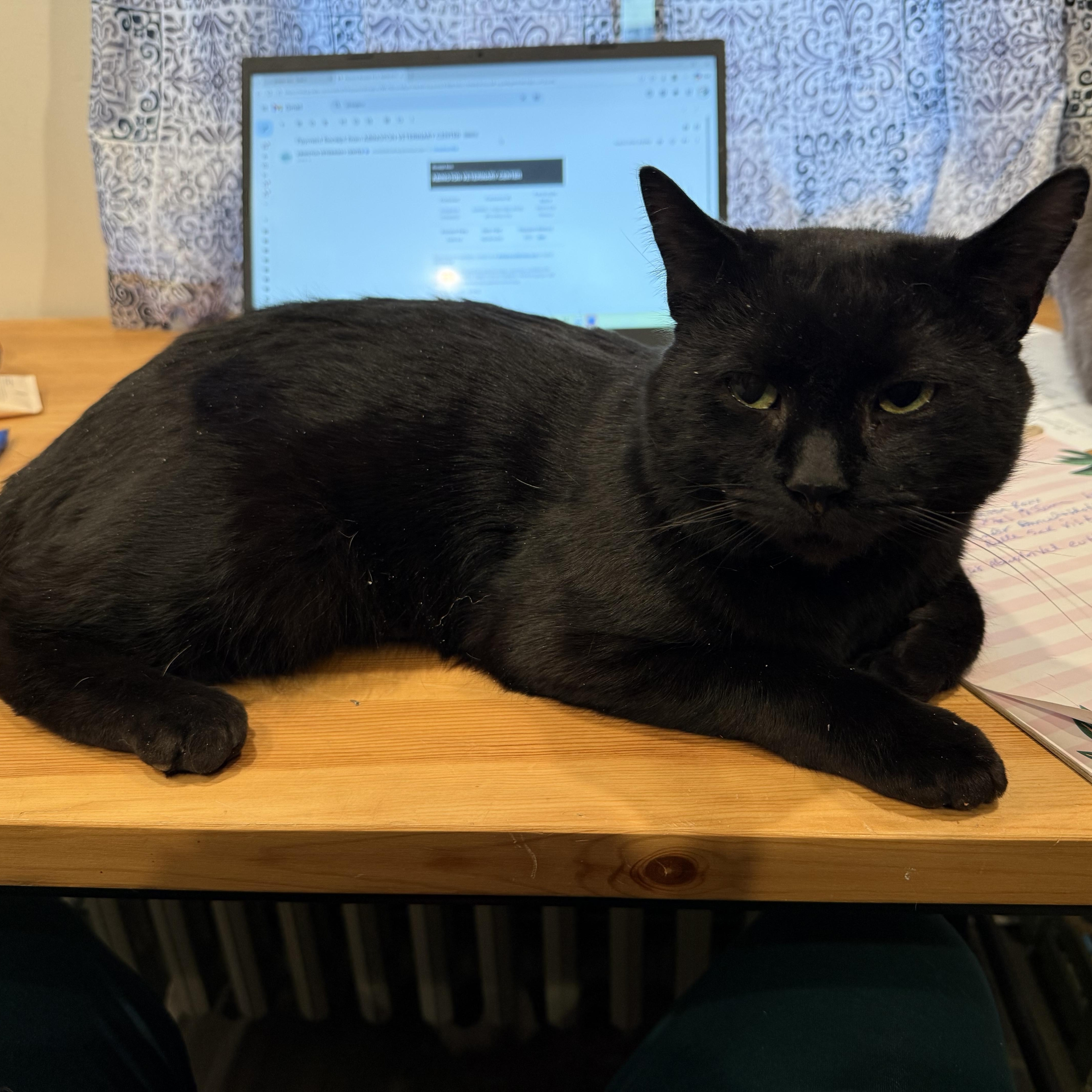 Enlarge Maurice , a ADOPTABLE Domestic Short Hair in Scranton, PA image 1/3