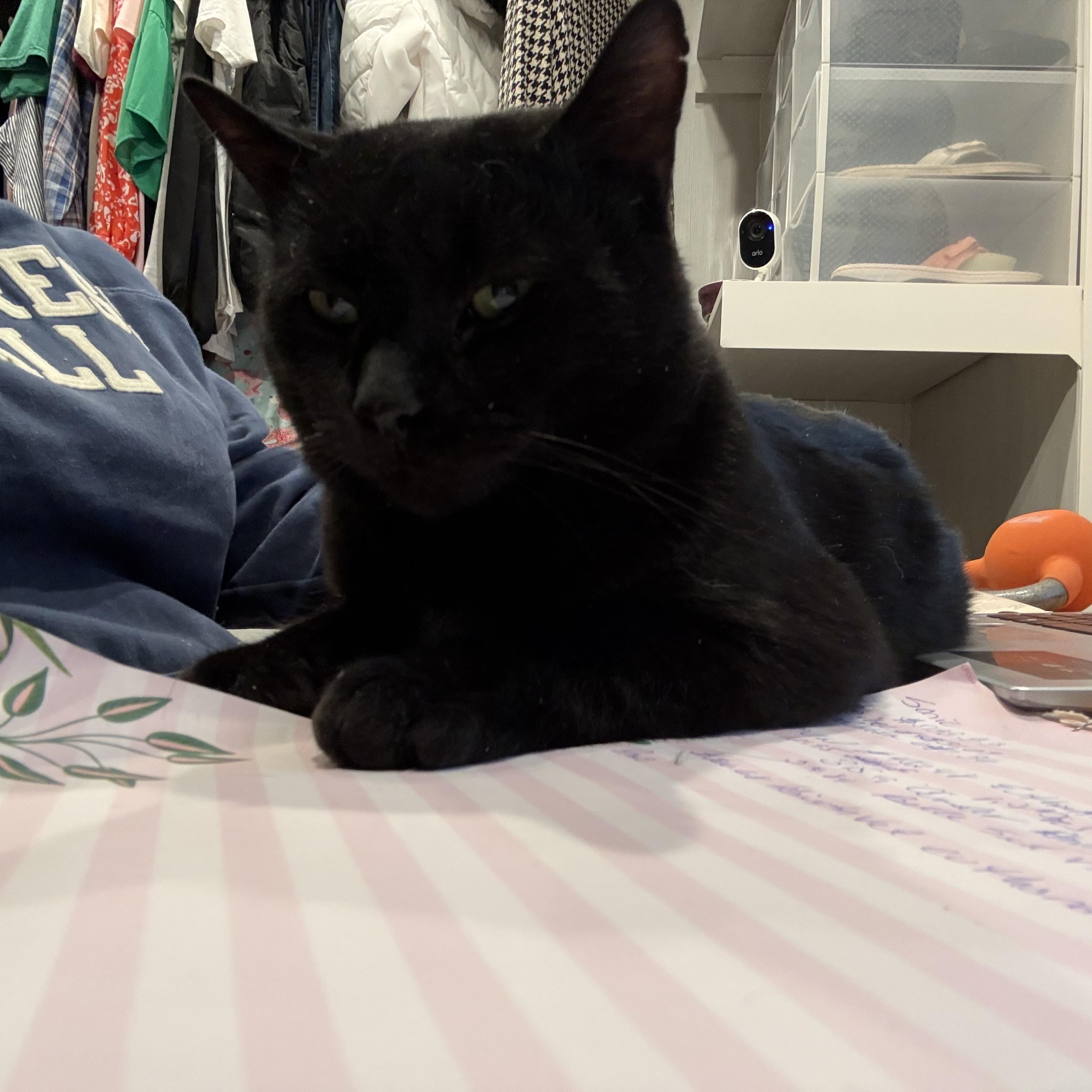 Enlarge Maurice , a ADOPTABLE Domestic Short Hair in Scranton, PA image 3/3